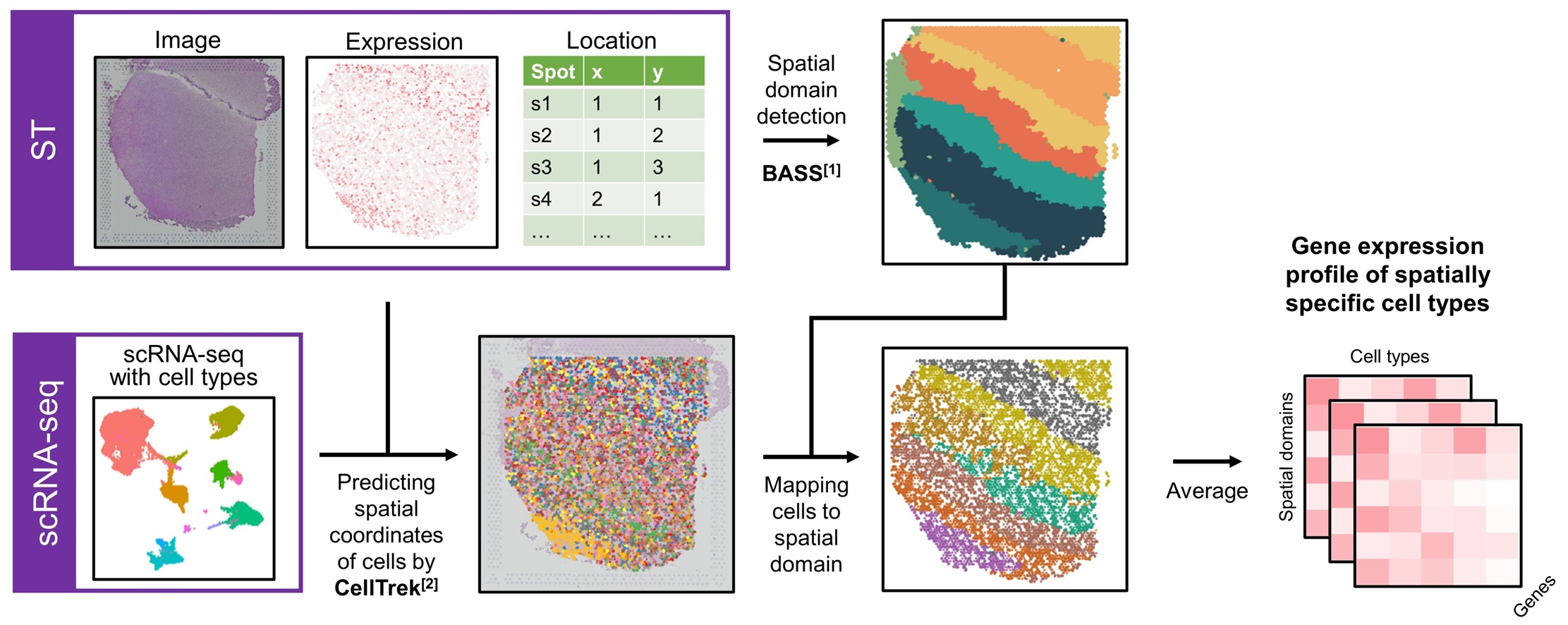 PSC: Phenotype-associated Spatial-specific Cell types